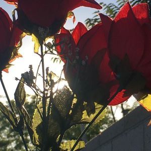 Meet your Posher, Sonia